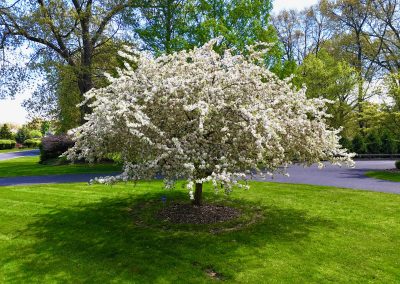 white flowering tree at Stony Point Landing